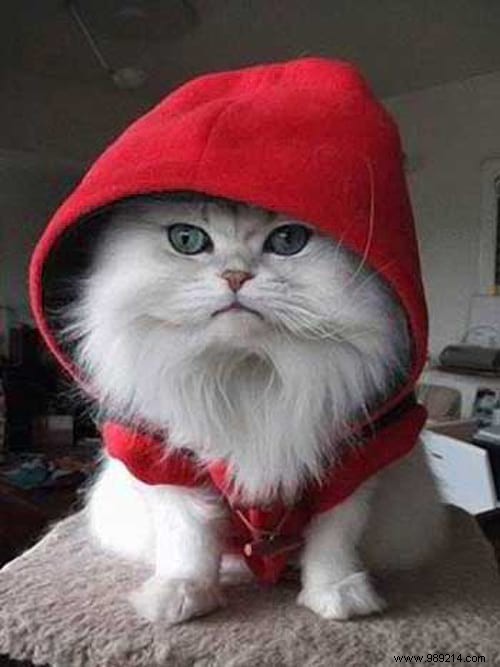 108 Adorable Photos of Cats in Cozy Sweaters: A Heartwarming Winter Gallery