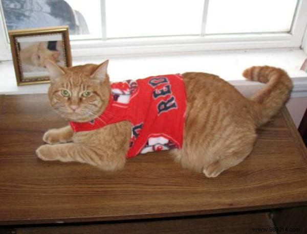 108 Adorable Photos of Cats in Cozy Sweaters: A Heartwarming Winter Gallery