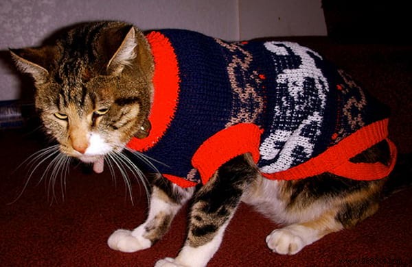 108 Adorable Photos of Cats in Cozy Sweaters: A Heartwarming Winter Gallery