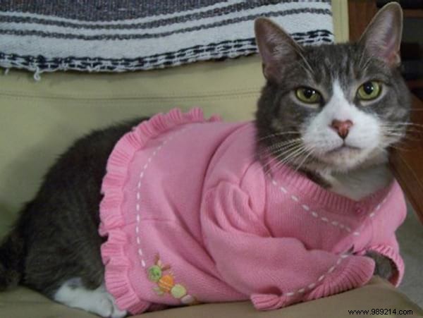 108 Adorable Photos of Cats in Cozy Sweaters: A Heartwarming Winter Gallery