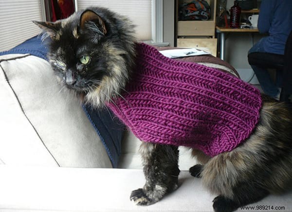 108 Adorable Photos of Cats in Cozy Sweaters: A Heartwarming Winter Gallery