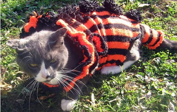108 Adorable Photos of Cats in Cozy Sweaters: A Heartwarming Winter Gallery