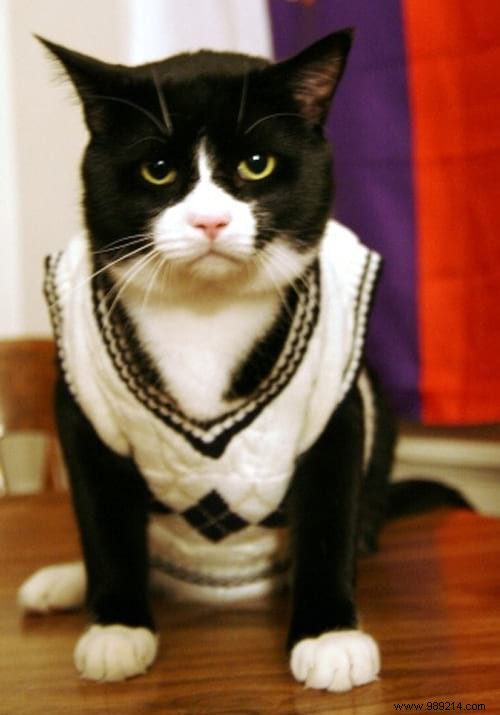 108 Adorable Photos of Cats in Cozy Sweaters: A Heartwarming Winter Gallery