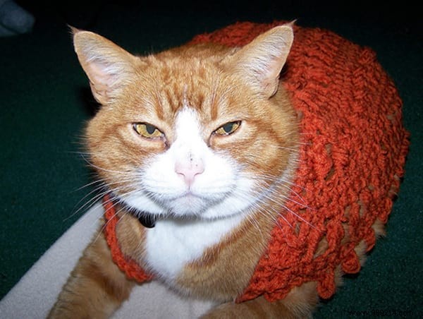 108 Adorable Photos of Cats in Cozy Sweaters: A Heartwarming Winter Gallery