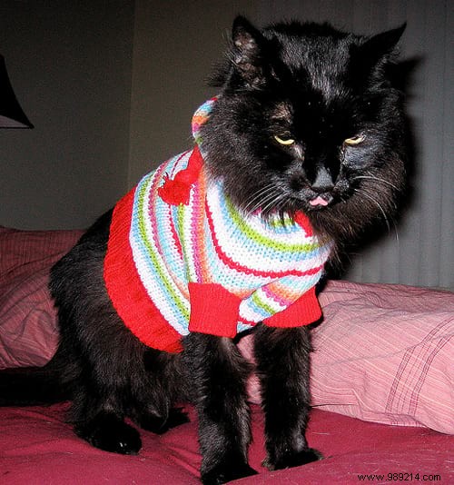 108 Adorable Photos of Cats in Cozy Sweaters: A Heartwarming Winter Gallery