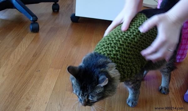 108 Adorable Photos of Cats in Cozy Sweaters: A Heartwarming Winter Gallery