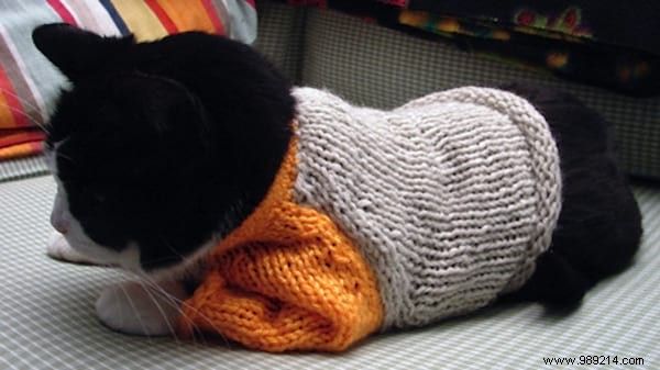 108 Adorable Photos of Cats in Cozy Sweaters: A Heartwarming Winter Gallery