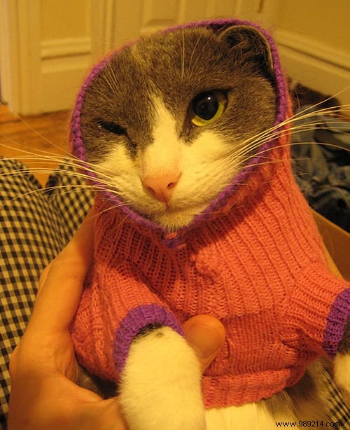 108 Adorable Photos of Cats in Cozy Sweaters: A Heartwarming Winter Gallery