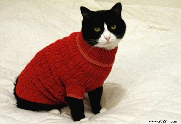 108 Adorable Photos of Cats in Cozy Sweaters: A Heartwarming Winter Gallery