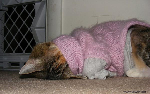 108 Adorable Photos of Cats in Cozy Sweaters: A Heartwarming Winter Gallery