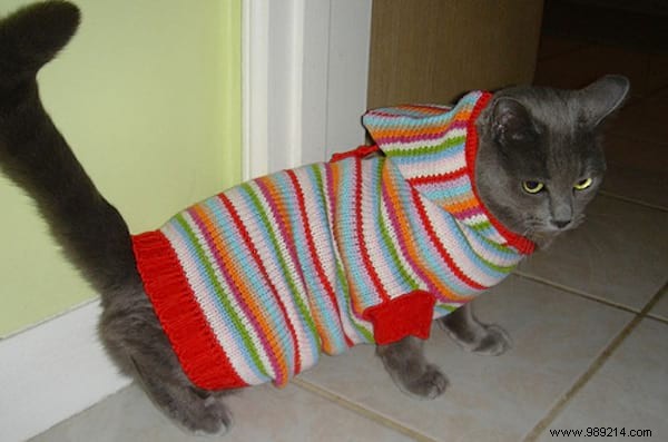 108 Adorable Photos of Cats in Cozy Sweaters: A Heartwarming Winter Gallery