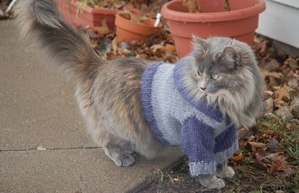 108 Adorable Photos of Cats in Cozy Sweaters: A Heartwarming Winter Gallery