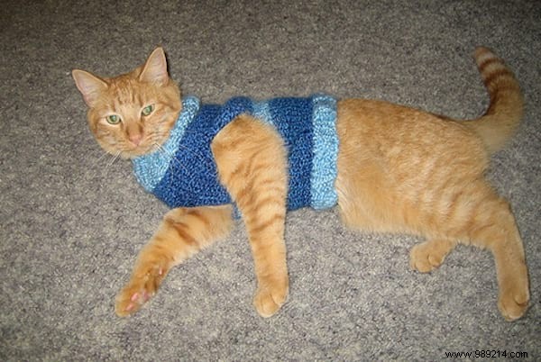 108 Adorable Photos of Cats in Cozy Sweaters: A Heartwarming Winter Gallery