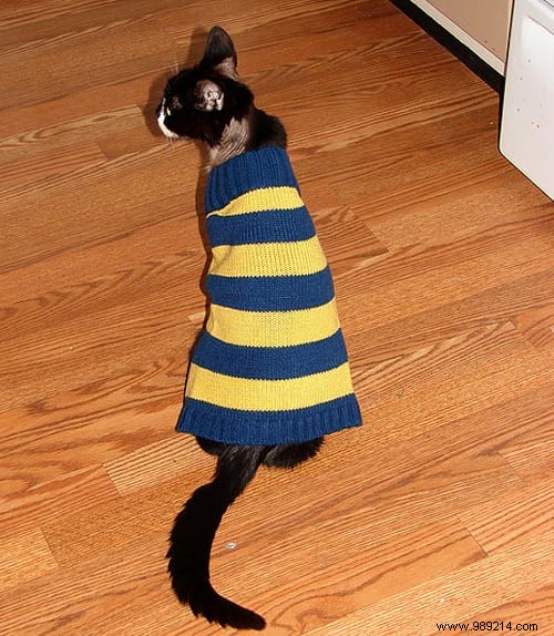 108 Adorable Photos of Cats in Cozy Sweaters: A Heartwarming Winter Gallery