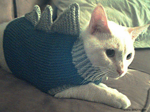 108 Adorable Photos of Cats in Cozy Sweaters: A Heartwarming Winter Gallery