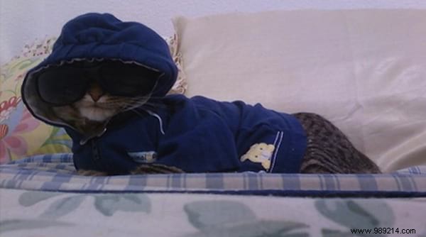 108 Adorable Photos of Cats in Cozy Sweaters: A Heartwarming Winter Gallery