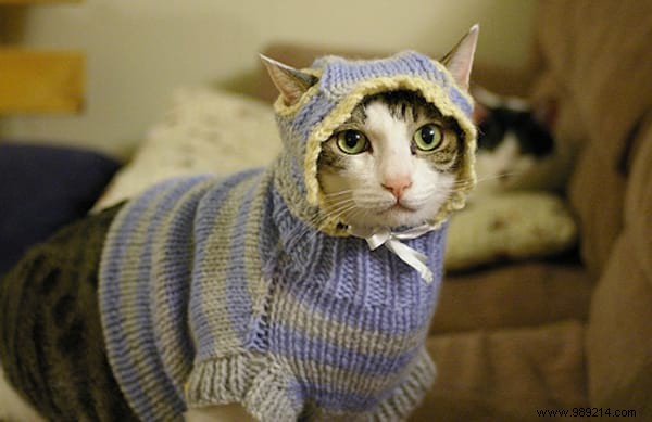 108 Adorable Photos of Cats in Cozy Sweaters: A Heartwarming Winter Gallery