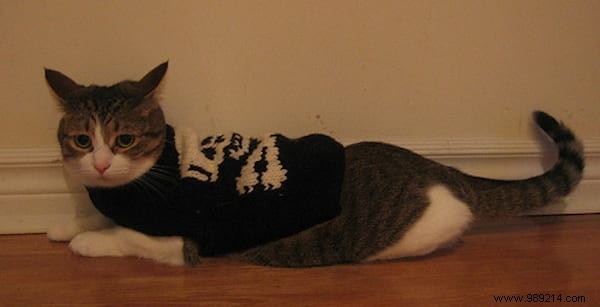 108 Adorable Photos of Cats in Cozy Sweaters: A Heartwarming Winter Gallery