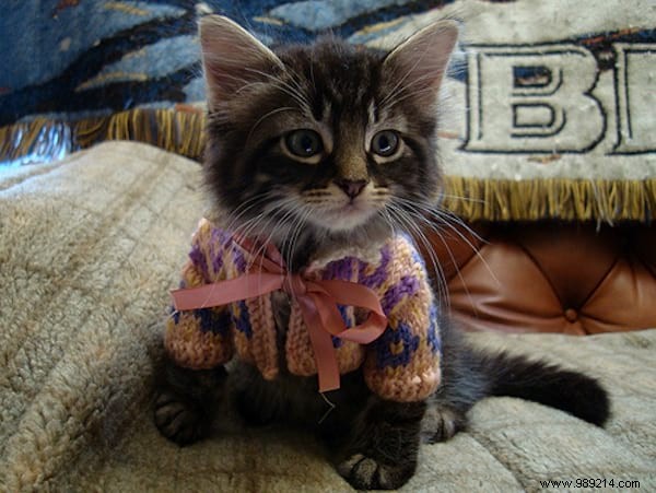 108 Adorable Photos of Cats in Cozy Sweaters: A Heartwarming Winter Gallery