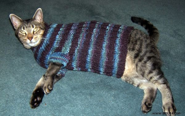 108 Adorable Photos of Cats in Cozy Sweaters: A Heartwarming Winter Gallery