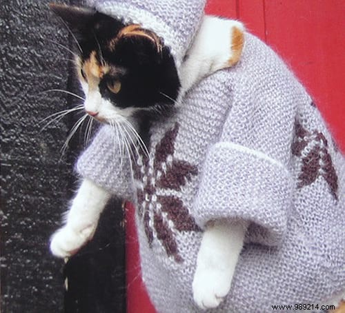 108 Adorable Photos of Cats in Cozy Sweaters: A Heartwarming Winter Gallery