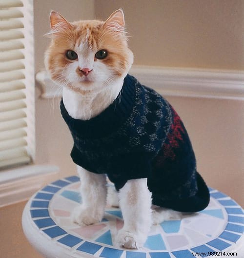 108 Adorable Photos of Cats in Cozy Sweaters: A Heartwarming Winter Gallery