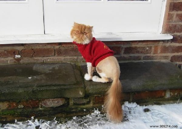 108 Adorable Photos of Cats in Cozy Sweaters: A Heartwarming Winter Gallery