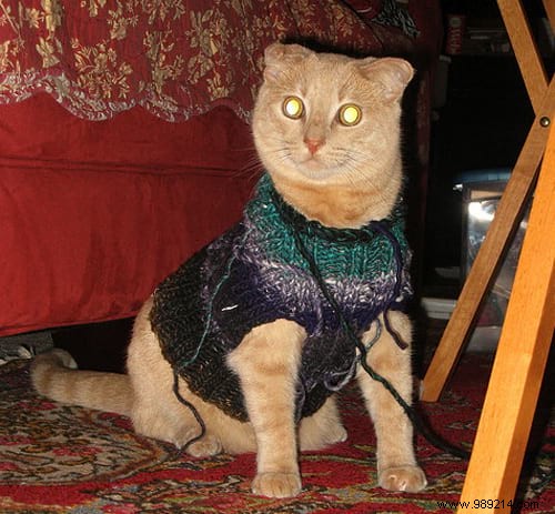 108 Adorable Photos of Cats in Cozy Sweaters: A Heartwarming Winter Gallery