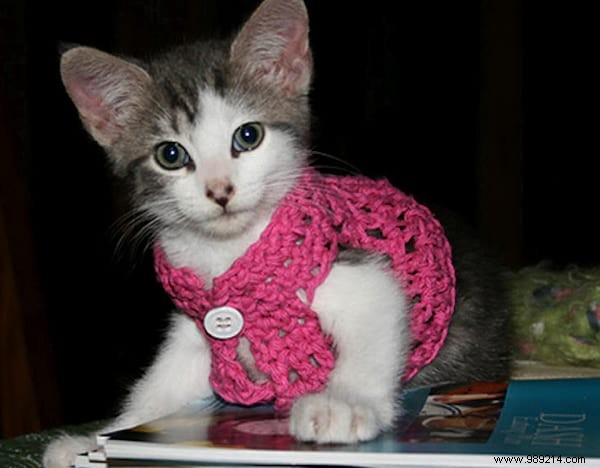 108 Adorable Photos of Cats in Cozy Sweaters: A Heartwarming Winter Gallery