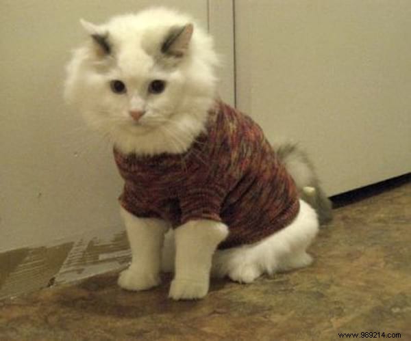 108 Adorable Photos of Cats in Cozy Sweaters: A Heartwarming Winter Gallery