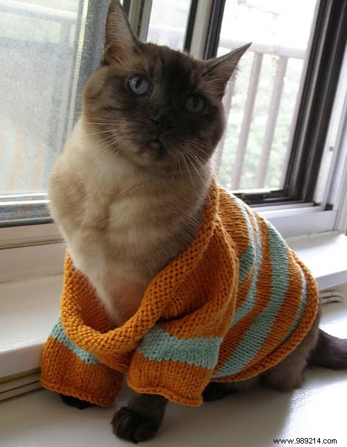 108 Adorable Photos of Cats in Cozy Sweaters: A Heartwarming Winter Gallery