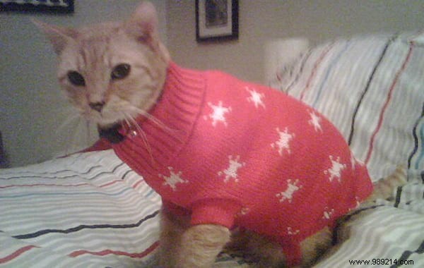 108 Adorable Photos of Cats in Cozy Sweaters: A Heartwarming Winter Gallery