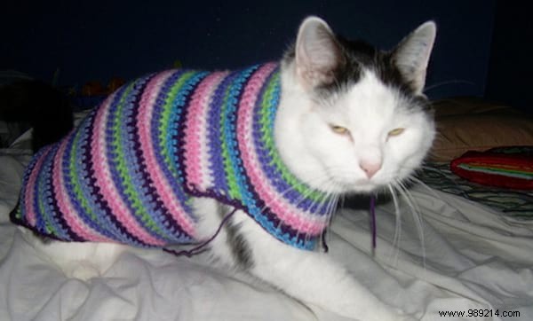 108 Adorable Photos of Cats in Cozy Sweaters: A Heartwarming Winter Gallery