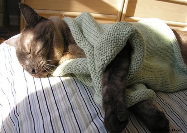 108 Adorable Photos of Cats in Cozy Sweaters: A Heartwarming Winter Gallery