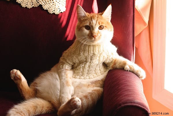 108 Adorable Photos of Cats in Cozy Sweaters: A Heartwarming Winter Gallery