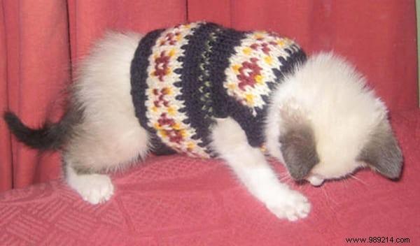 108 Adorable Photos of Cats in Cozy Sweaters: A Heartwarming Winter Gallery