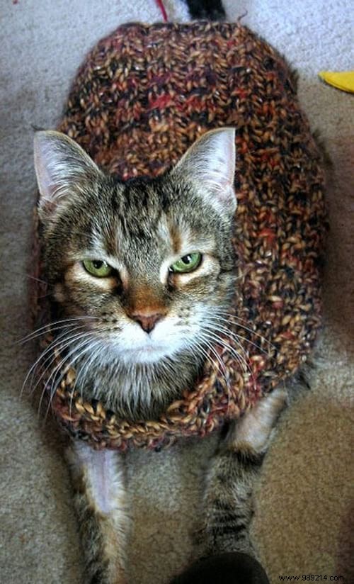 108 Adorable Photos of Cats in Cozy Sweaters: A Heartwarming Winter Gallery