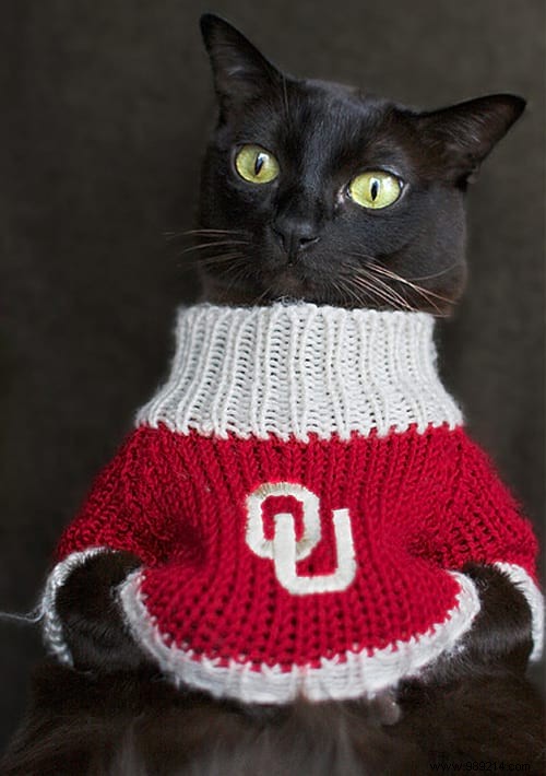 108 Adorable Photos of Cats in Cozy Sweaters: A Heartwarming Winter Gallery