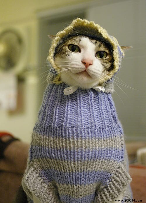 108 Adorable Photos of Cats in Cozy Sweaters: A Heartwarming Winter Gallery