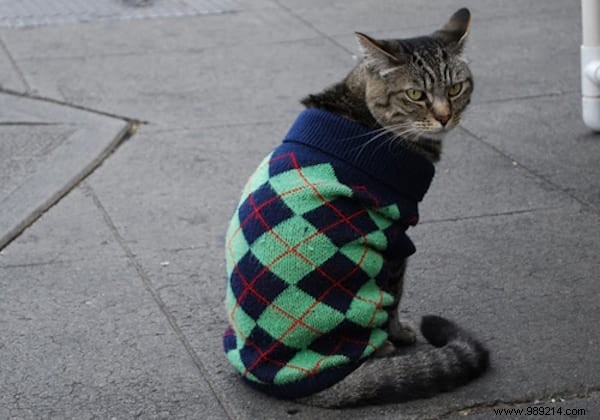 108 Adorable Photos of Cats in Cozy Sweaters: A Heartwarming Winter Gallery
