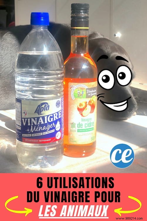 6 Proven Vinegar Hacks to Simplify Pet Care for Dogs, Cats, and More