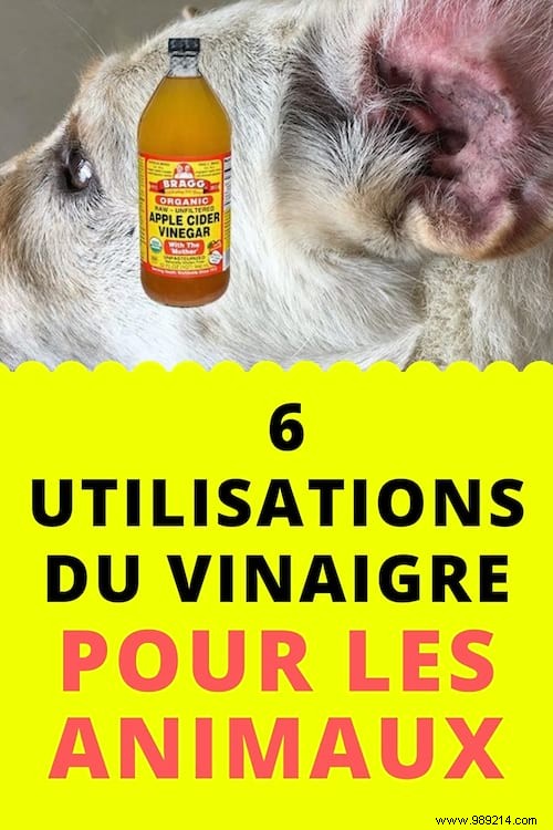 6 Proven Vinegar Hacks to Simplify Pet Care for Dogs, Cats, and More