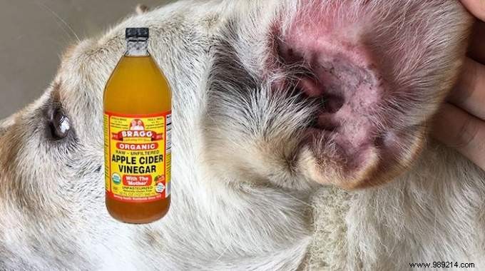 6 Proven Vinegar Hacks to Simplify Pet Care for Dogs, Cats, and More