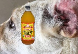 6 Proven Vinegar Hacks to Simplify Pet Care for Dogs, Cats, and More