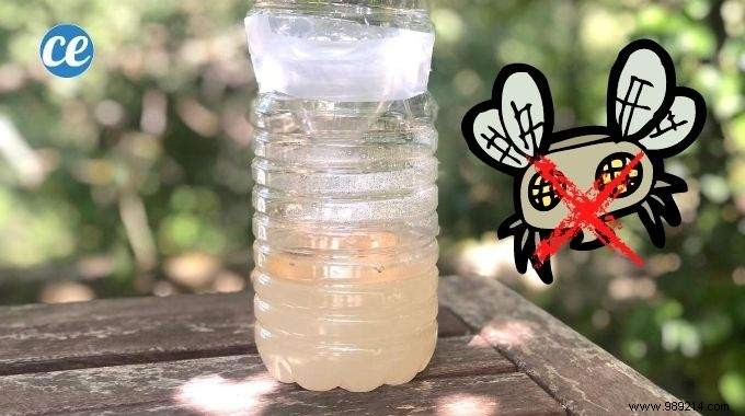 DIY Fly Trap: Build an Effective One from a Plastic Bottle in Minutes