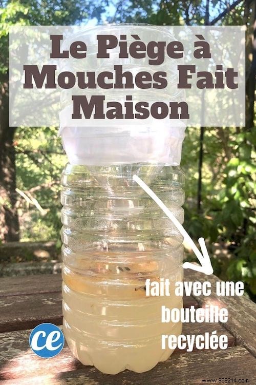 DIY Fly Trap: Build an Effective One from a Plastic Bottle in Minutes