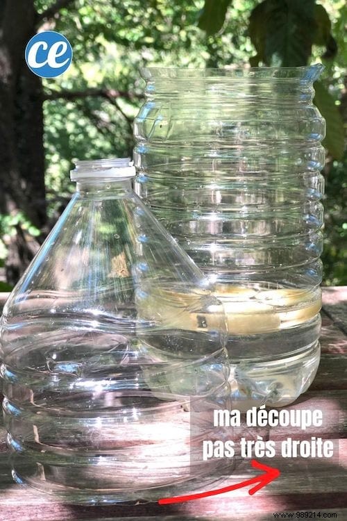 DIY Fly Trap: Build an Effective One from a Plastic Bottle in Minutes