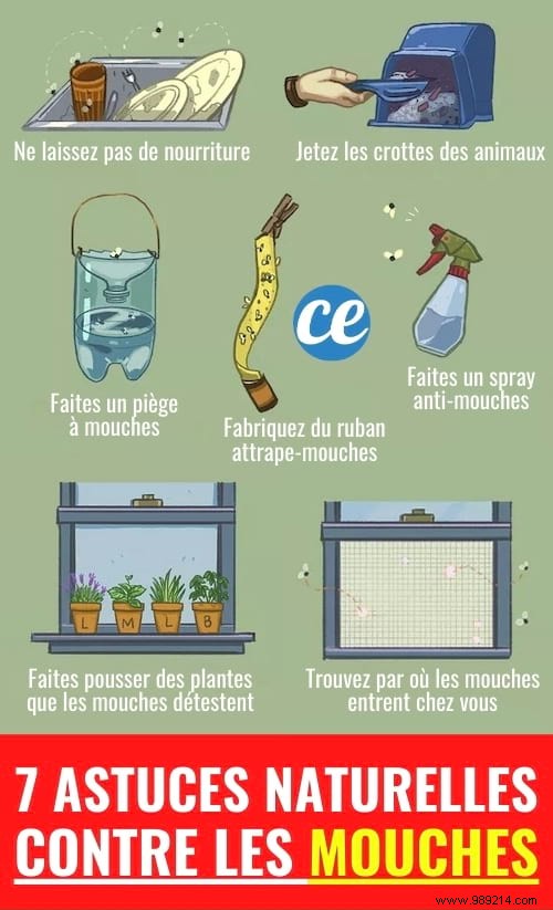 7 Proven Natural Ways to Eliminate Flies from Your Home