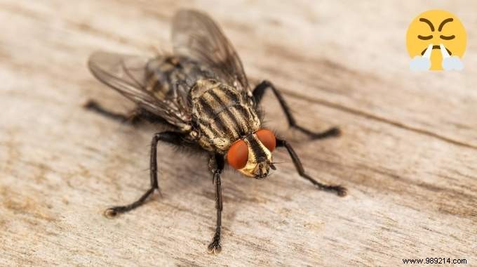 7 Proven Natural Ways to Eliminate Flies from Your Home