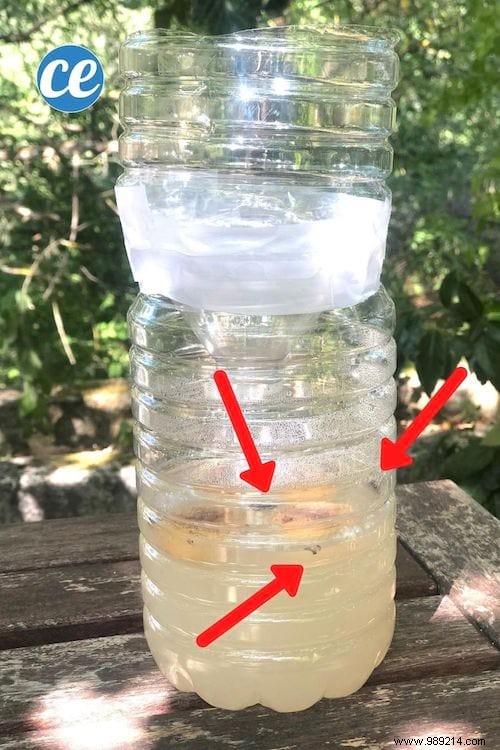 DIY Fly Trap: Build an Effective One from a Plastic Bottle in Minutes